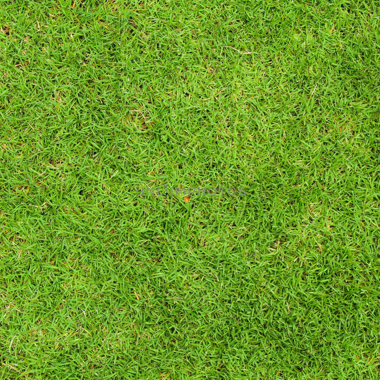 Fresh green grass top view with for background