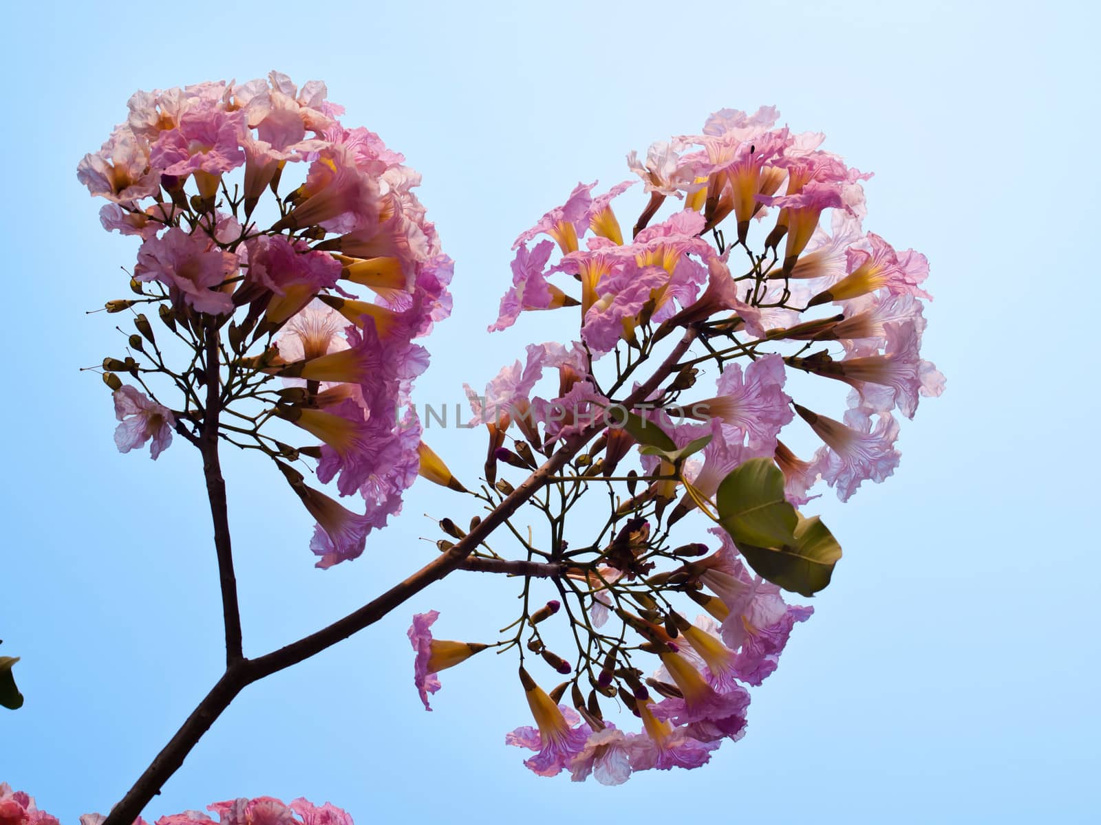 Pink trumpet tree flower blooming in valentine's day like sweet dream (Tabebuia rosea, Family Bignoniaceae, common name Pink trumpet tree, Rosy trumpet tree, Pink Poui, Pink Tecoma)