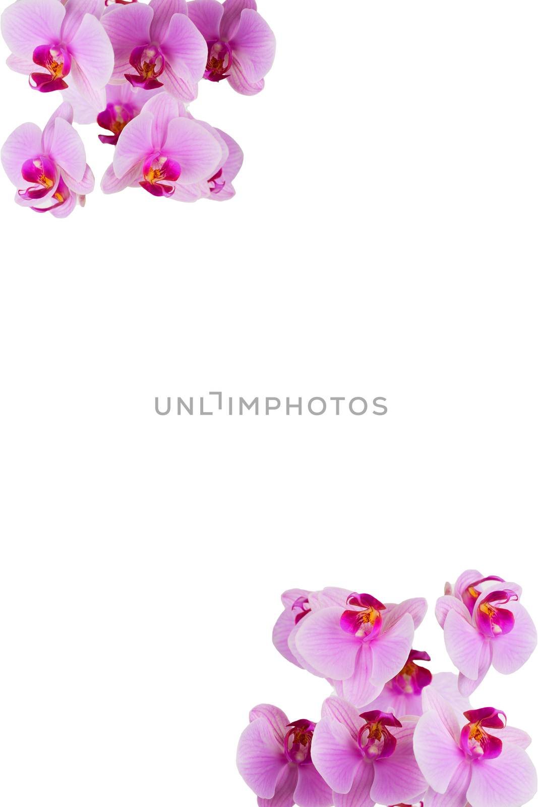 Flowers on a vertical background