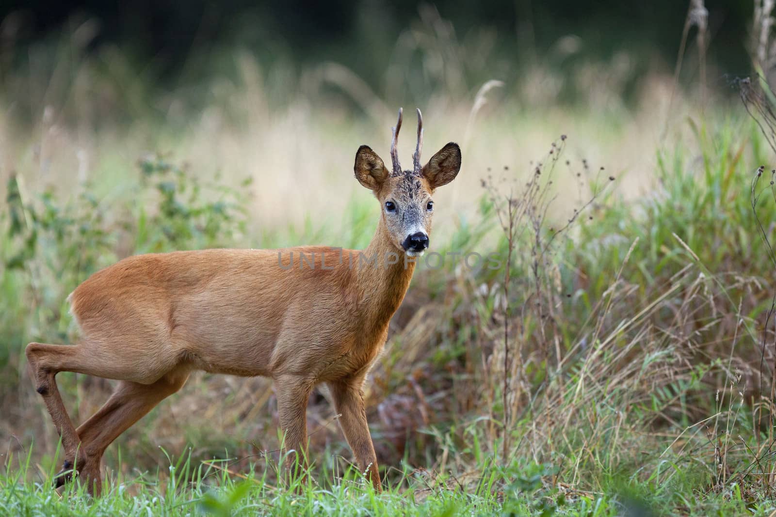 Walking roebuck in the wild, in a clearing.