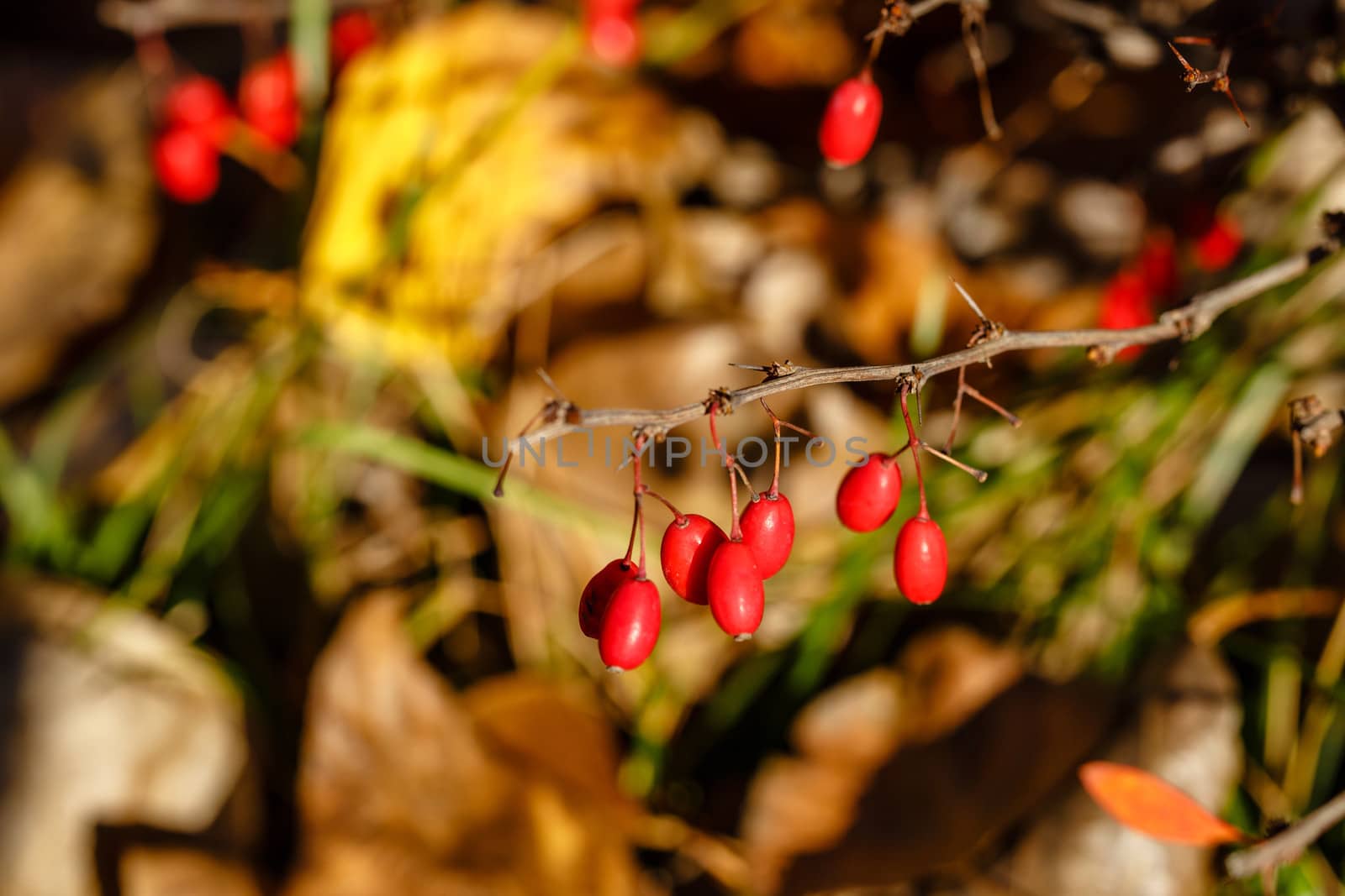 Berries and thorns in the autumn forest close-up shot