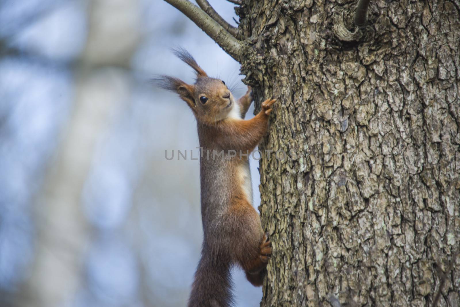 squirrel, sciurus vulgaris, climbing trees by steirus
