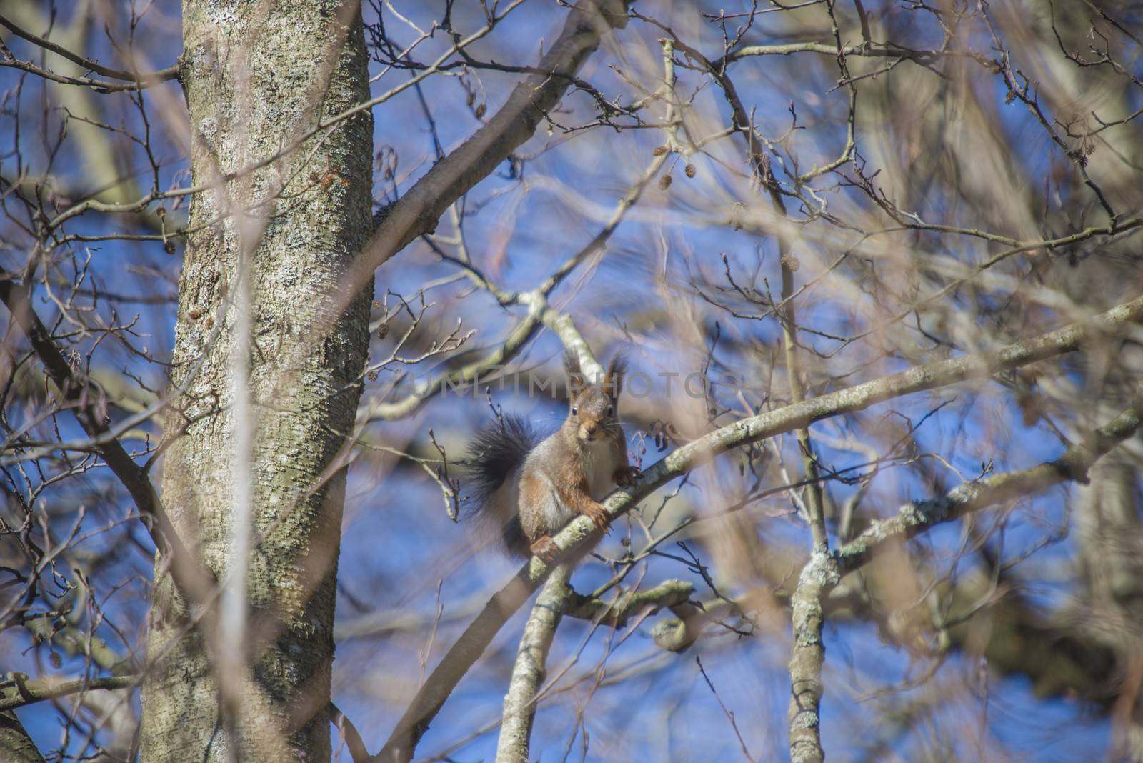 Squirrel pictures are shot in the forests at Fredriksten fortress in Halden, Norway.