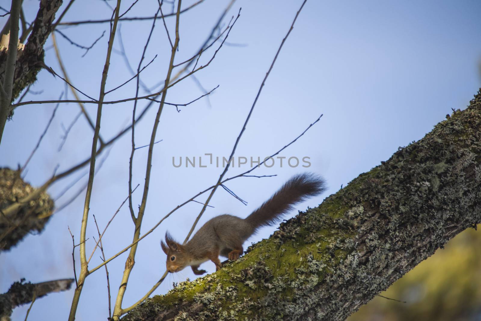 squirrel pictures are shot in february 2013 in the forests at fredriksten fortress in halden.