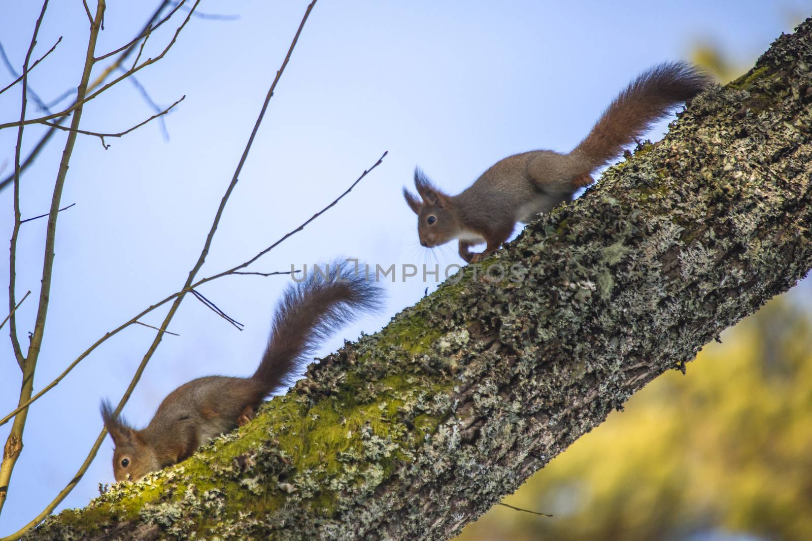 squirrel pictures are shot in february 2013 in the forests at fredriksten fortress in halden.