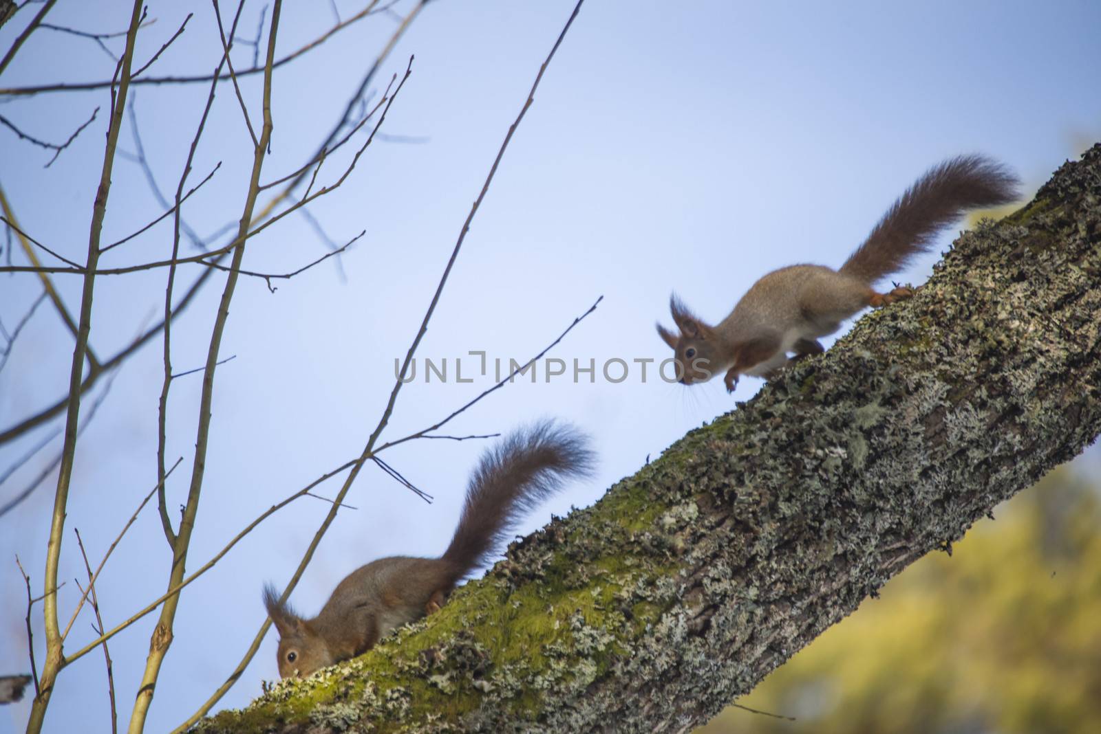 squirrel pictures are shot in february 2013 in the forests at fredriksten fortress in halden.