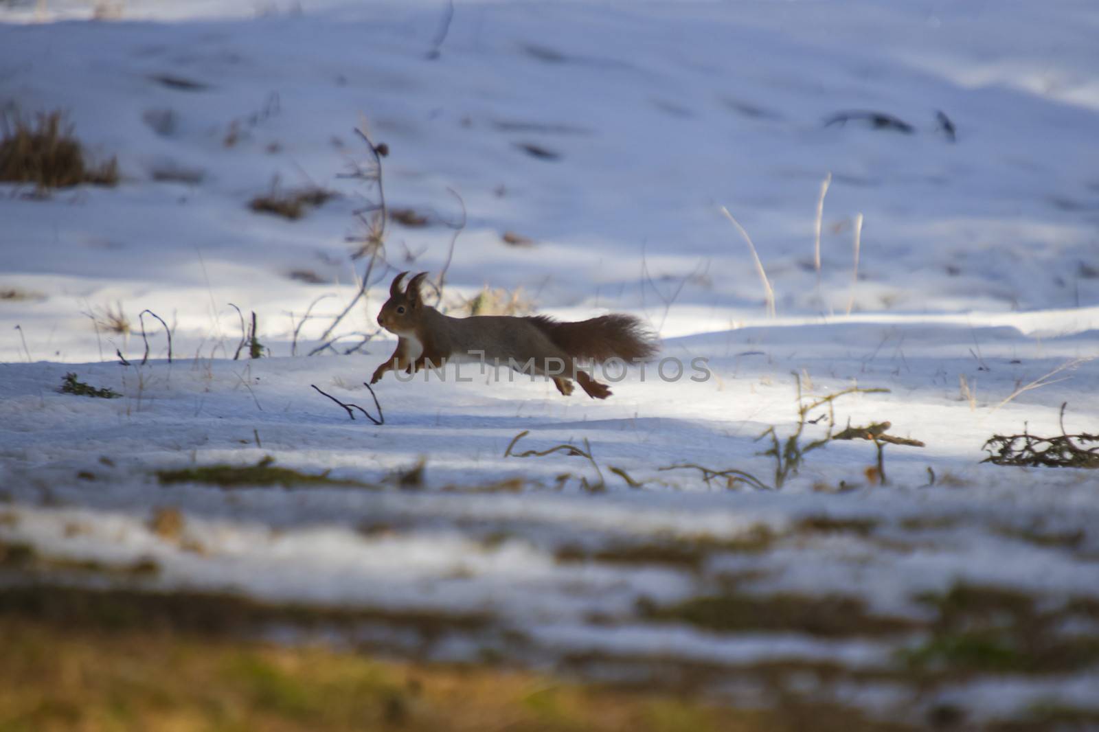 squirrels jumping on the ground by steirus