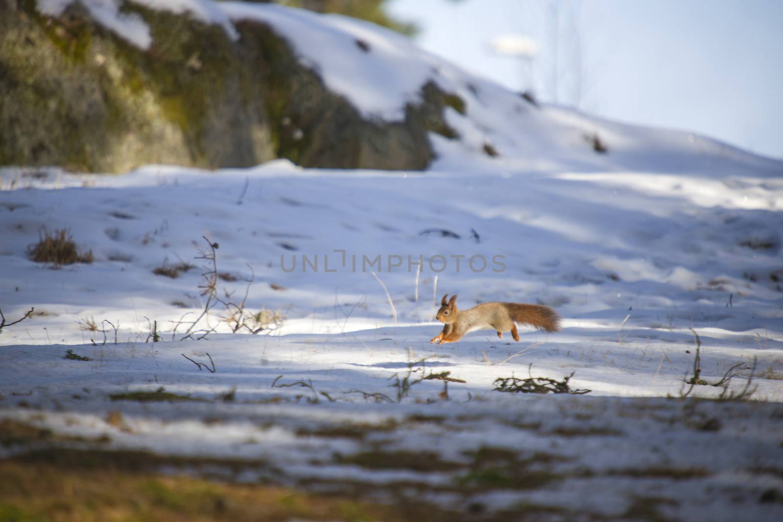 squirrels jumping on the ground by steirus