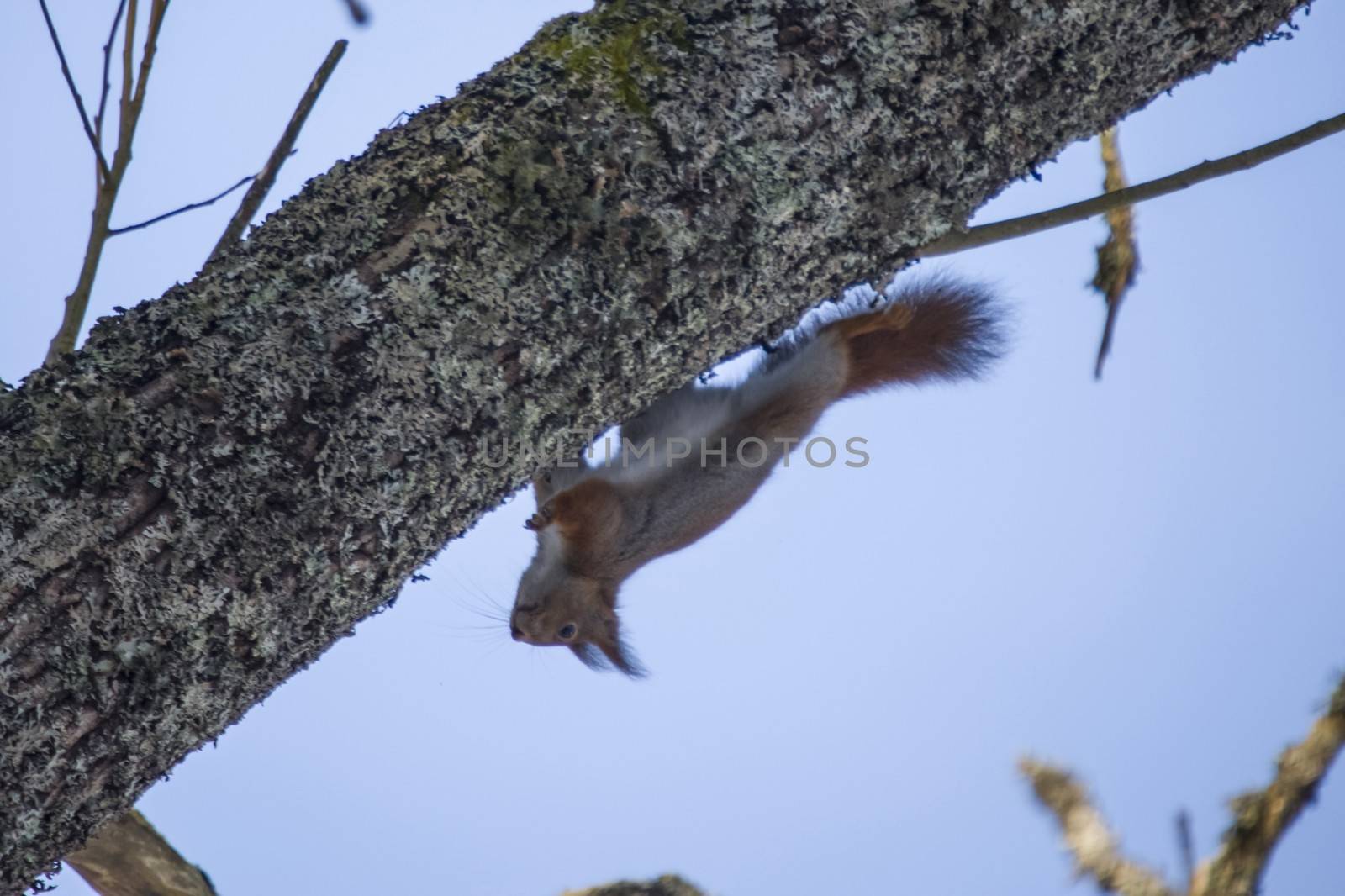 squirrels running upside down on the branch by steirus