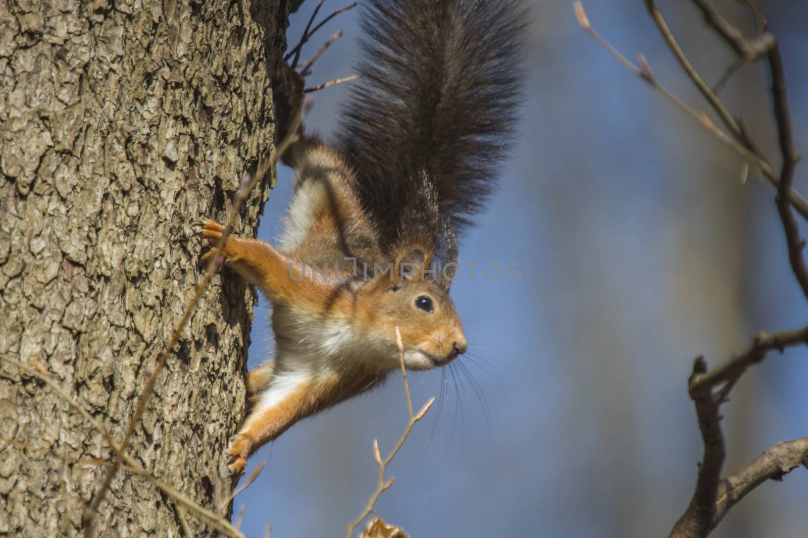 squirrel, sciurus vulgaris, climbing trees by steirus