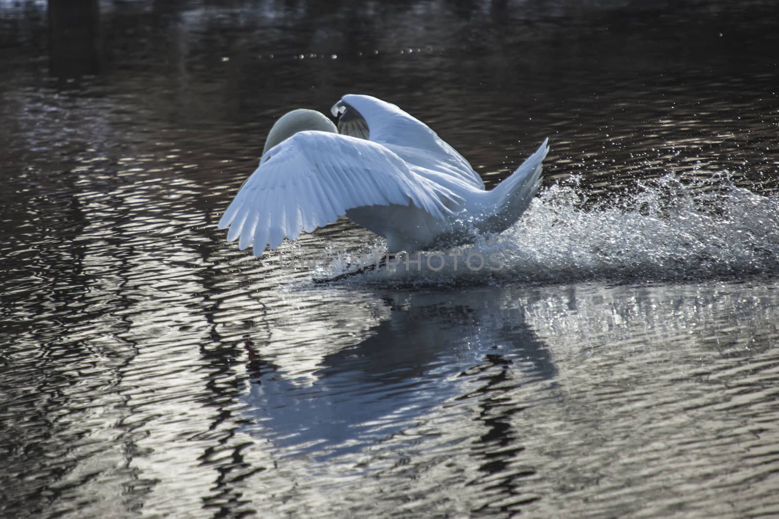 mute swan (cygnus olor) flying in and landing in the tista river in halden, the image is shot one day in february 2013