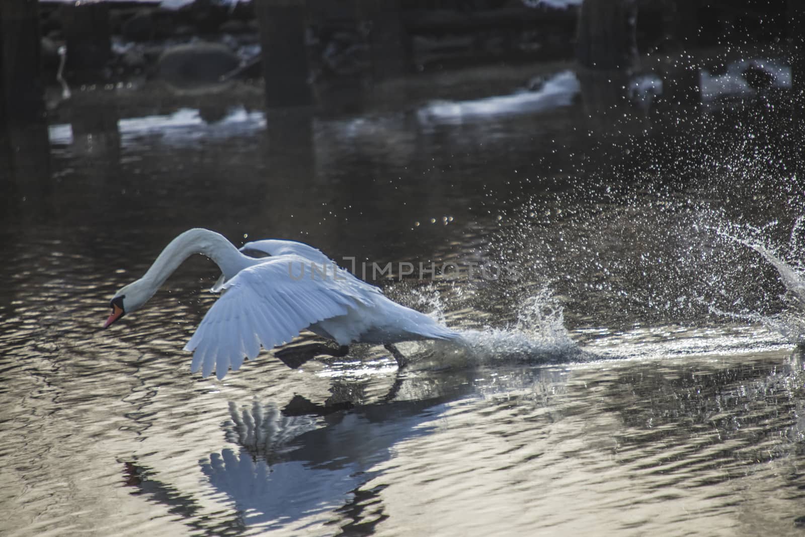 mute swan (cygnus olor) flying in and landing in the tista river in halden, the image is shot one day in february 2013