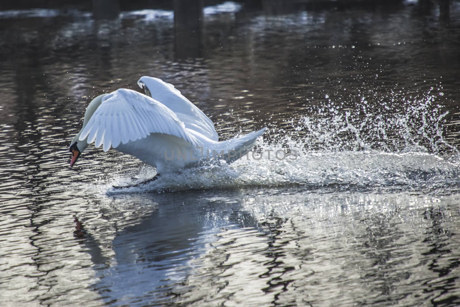 swan landing in the tista river, image 4 by steirus