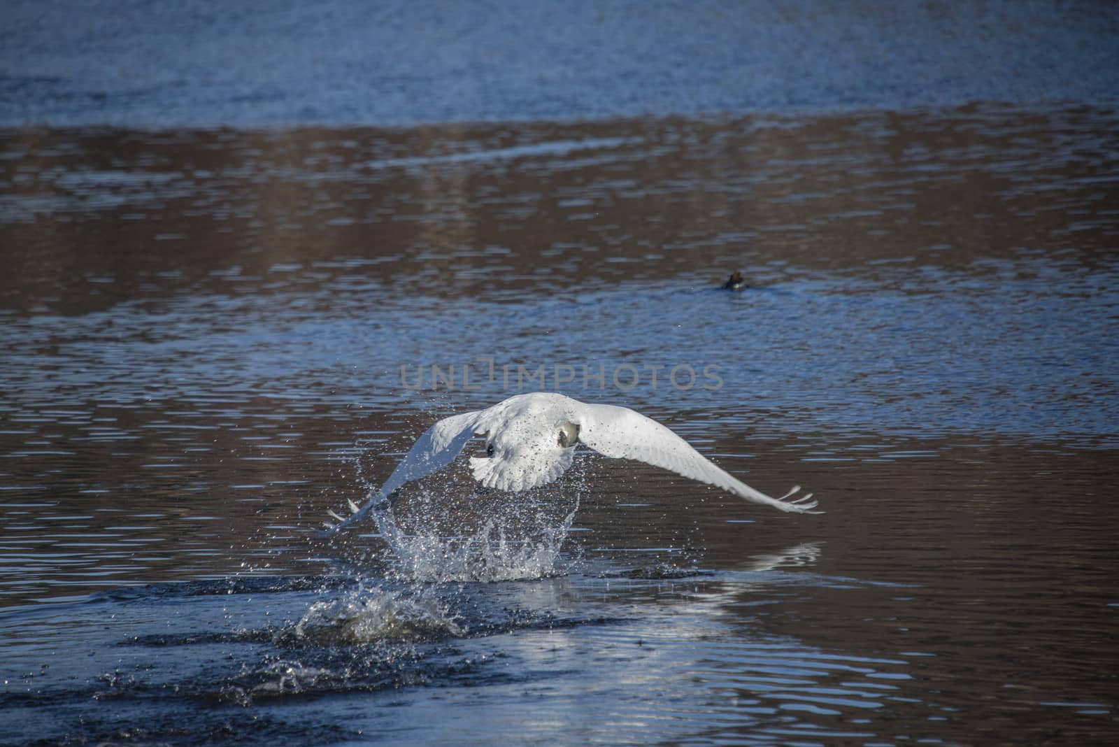 swan takes off from the river, image 2 by steirus