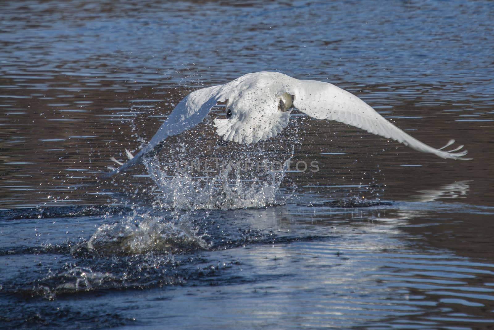 swan takes off from the river, image 1 by steirus