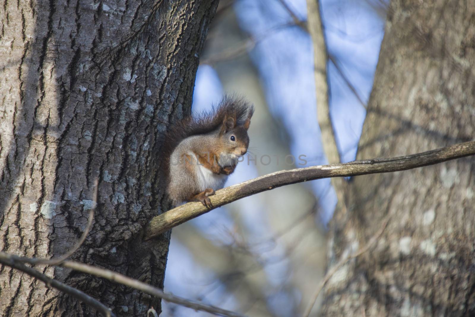 Squirrel pictures are shot in the forests at Fredriksten fortress in Halden, Norway.