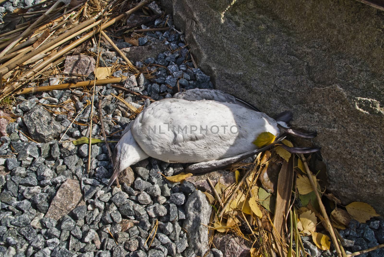 the bird that is an common murre or common guillemot (uria aalge) is detected on the port of halden located far southeast of norway which is not their actual whereabouts and therefore they find no food and starves to death.