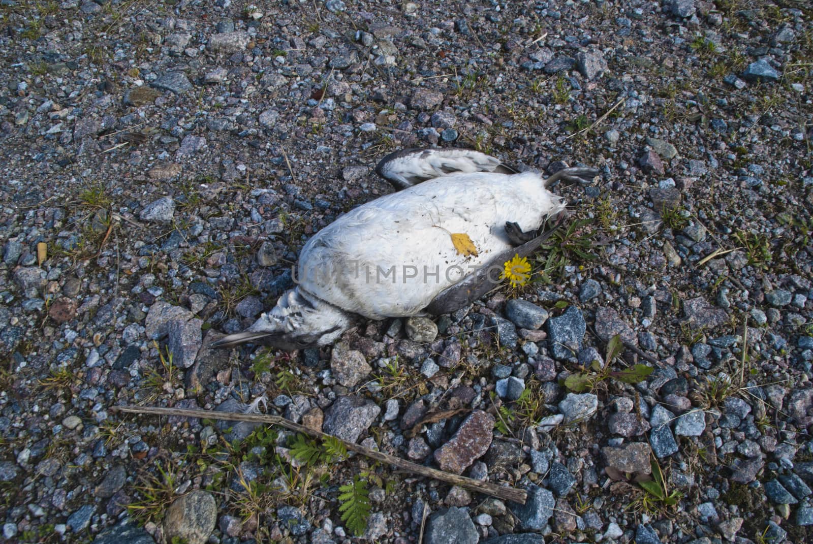 dead seabirds by steirus