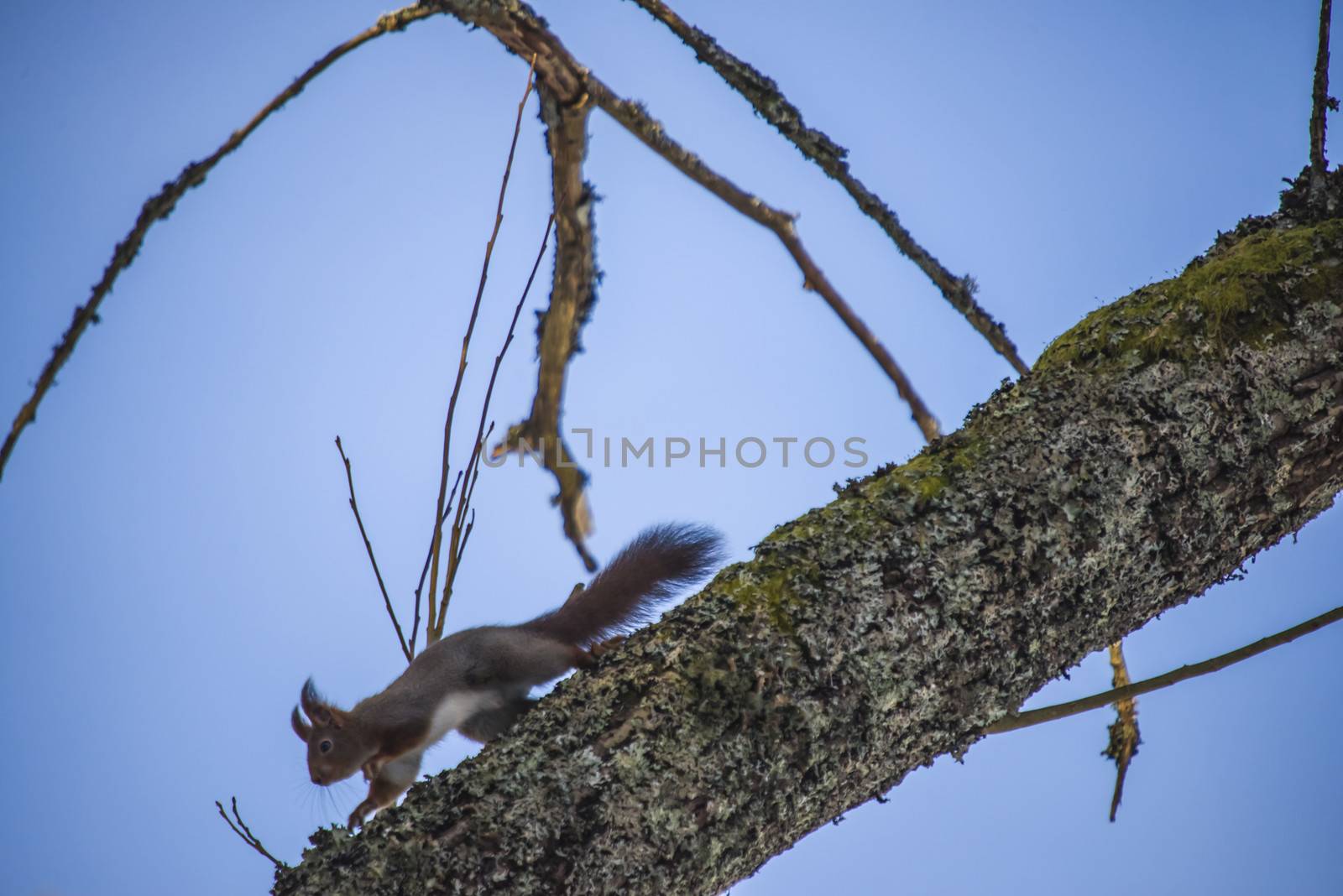 squirrels climbs in the trees by steirus