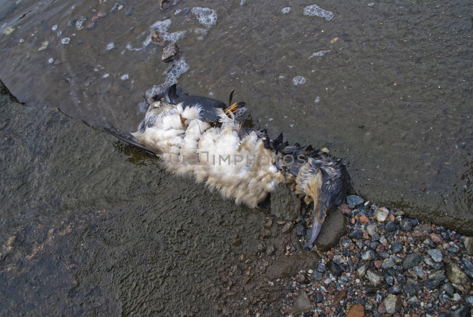 dead seabirds by steirus