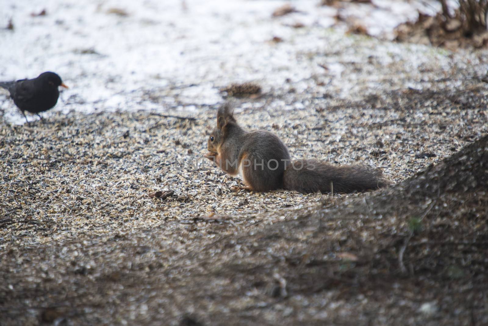 squirrels on the ground by steirus