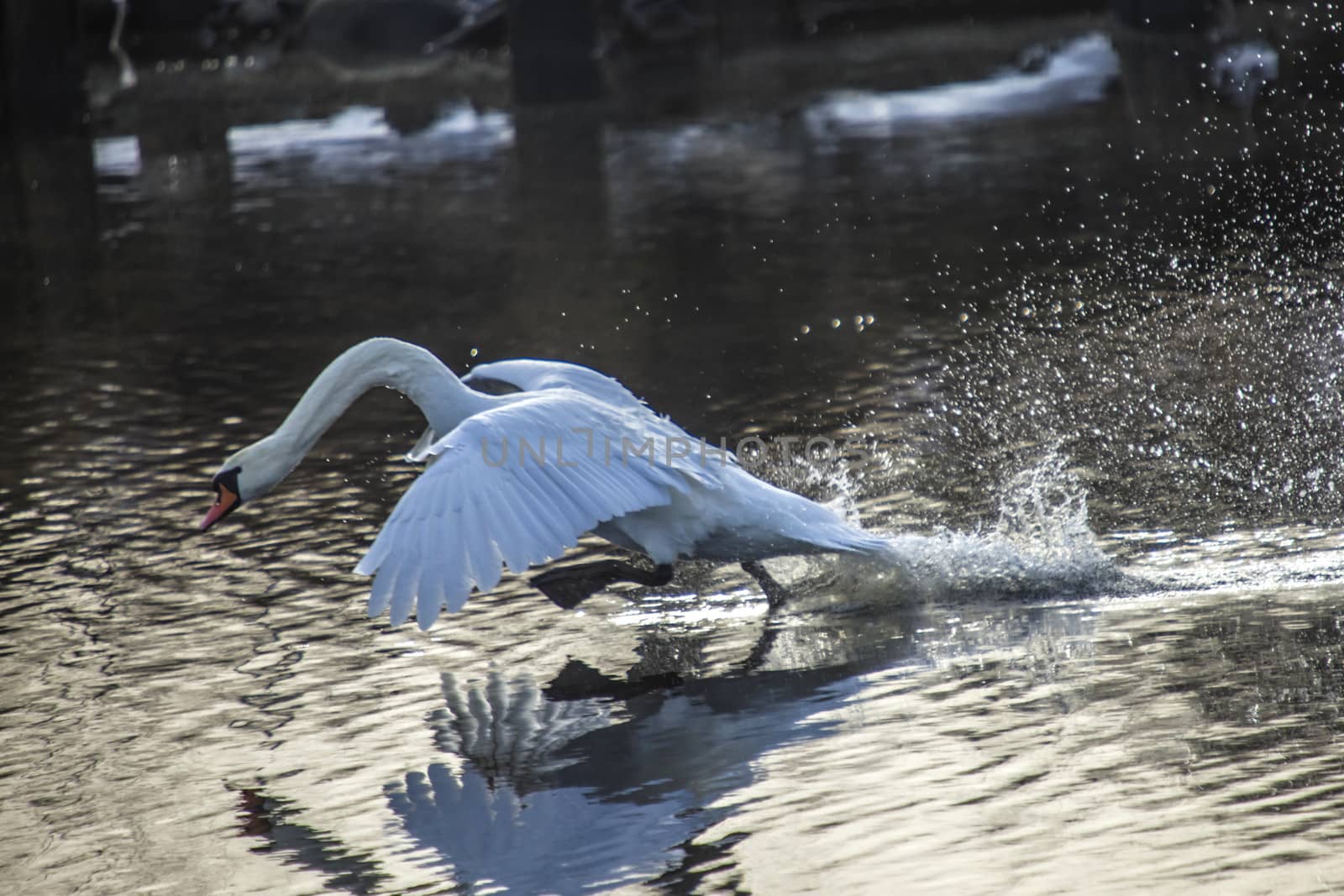 mute swan (cygnus olor) flying in and landing in the tista river in halden, the image is shot one day in february 2013