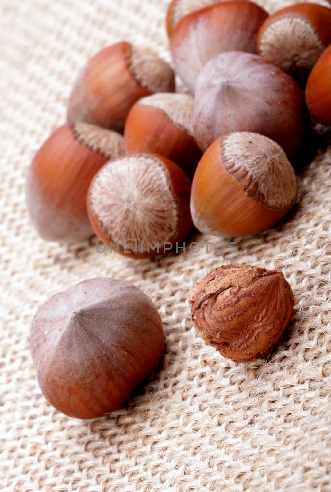 hazelnuts, photo taken in studio