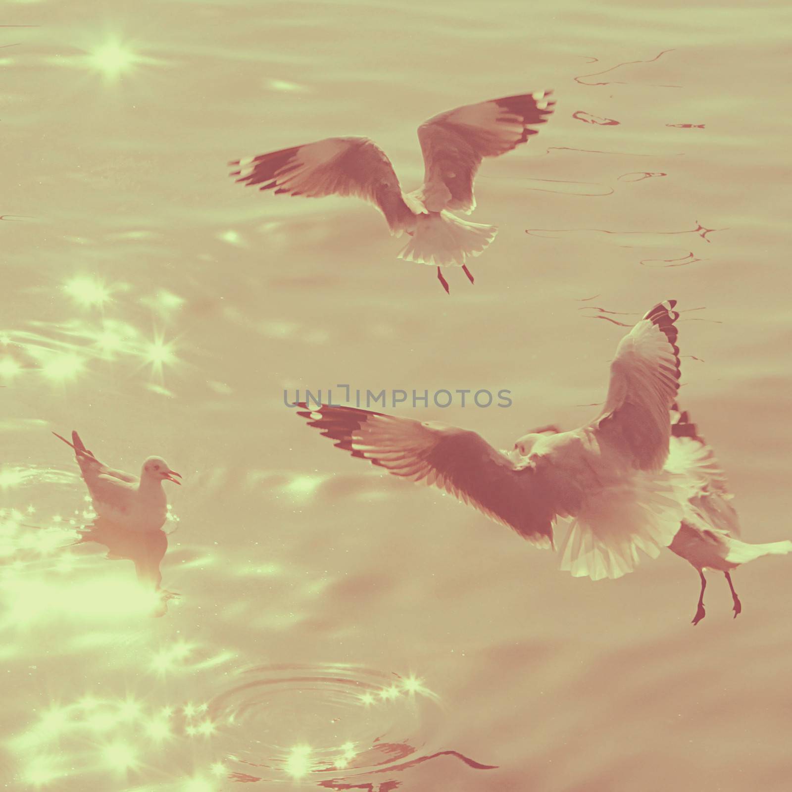 Seagulls over the sea with retro filter effect