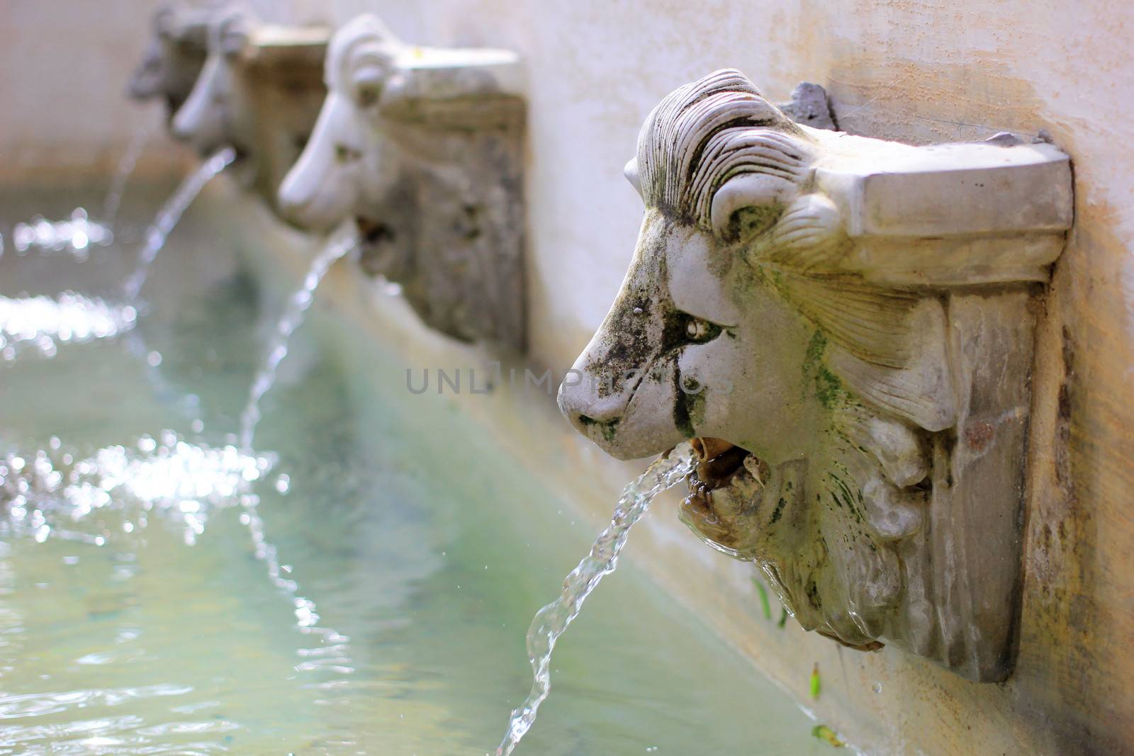 Water flow from lion statue on wall  by nuchylee