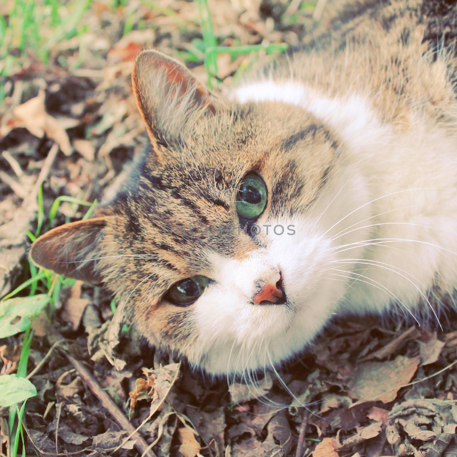 Cute cat in garden with retro filter effect by nuchylee