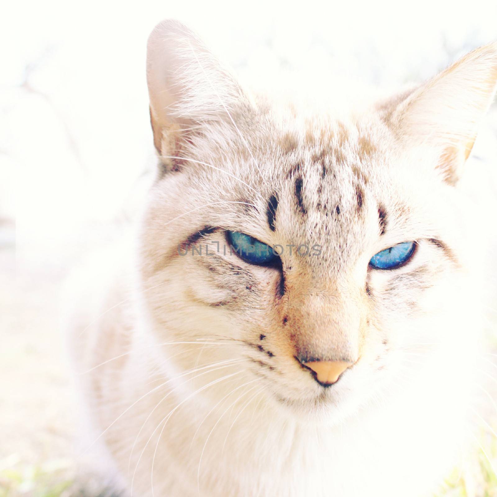White cat with blue eyes by nuchylee