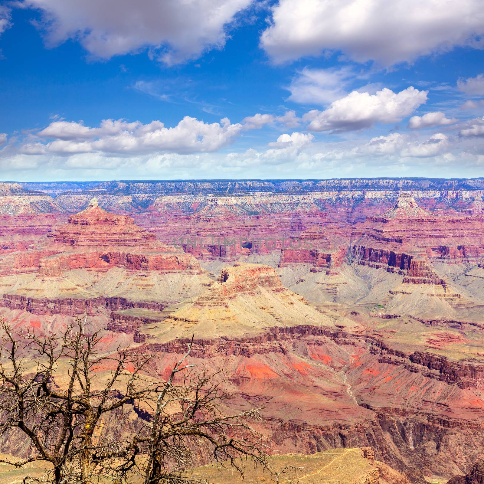 Arizona Grand Canyon National Park Yavapai Point USA