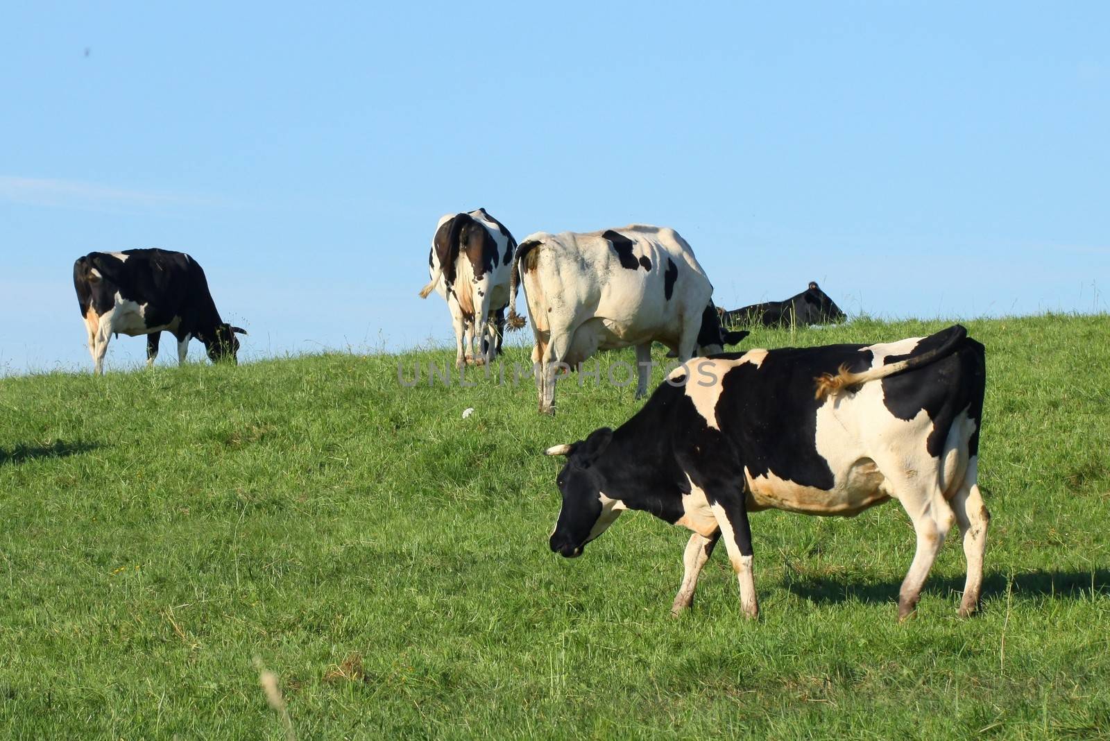 cows on a green pasture