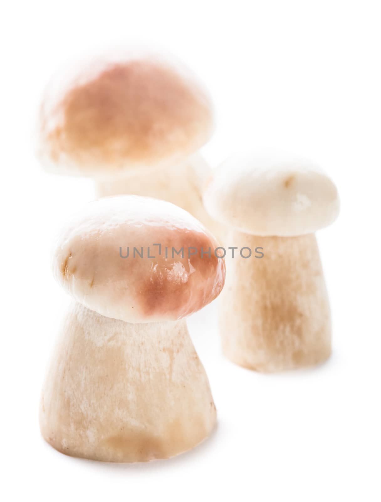 Group of fresh ceps isolated on white background