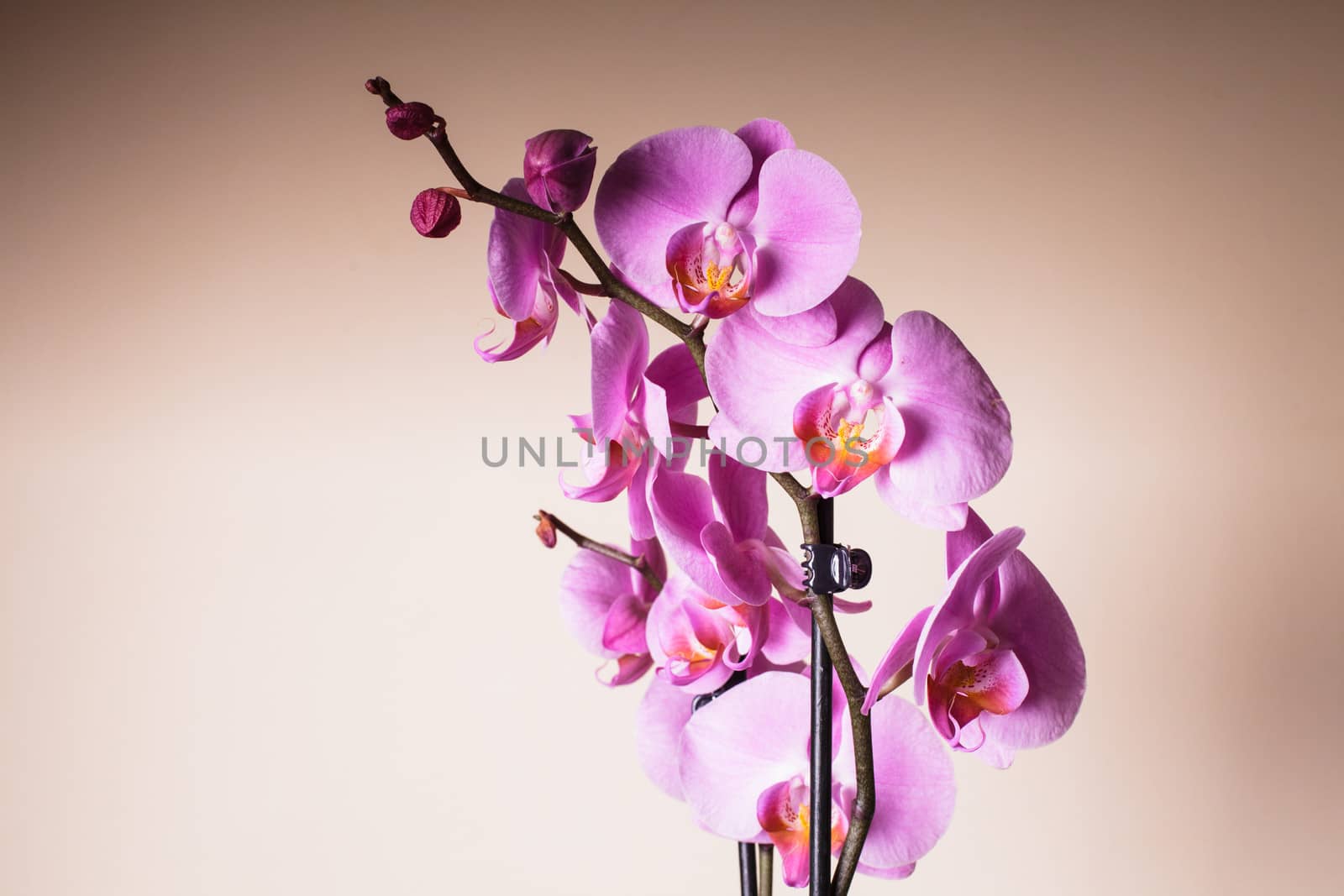 Purple orchid by oksix