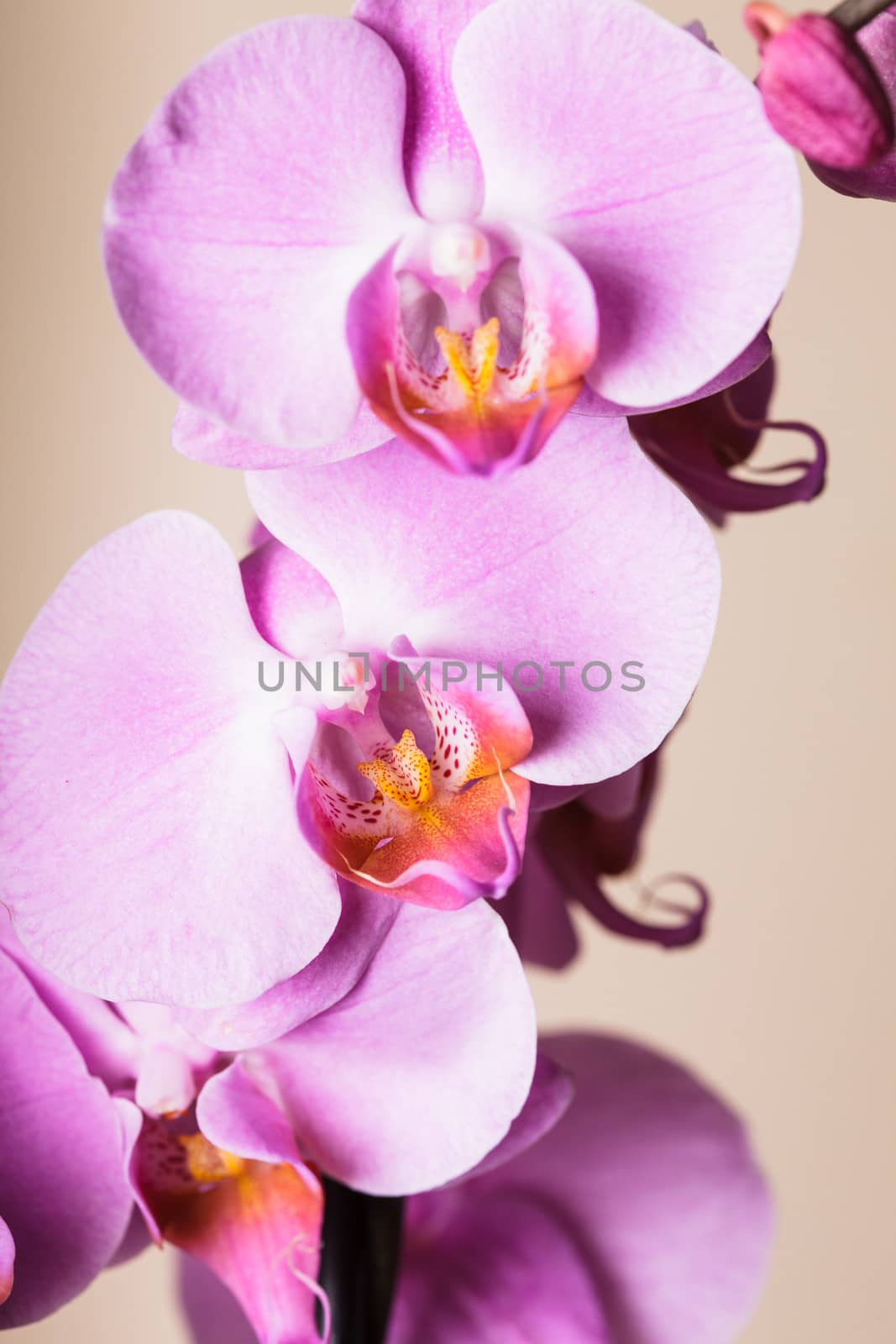 Purple orchid by oksix