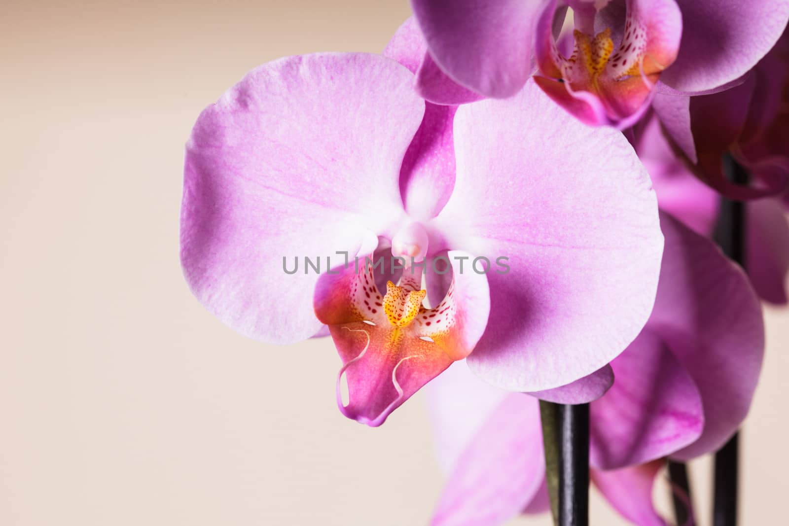 Purple orchid flower very close up as a background