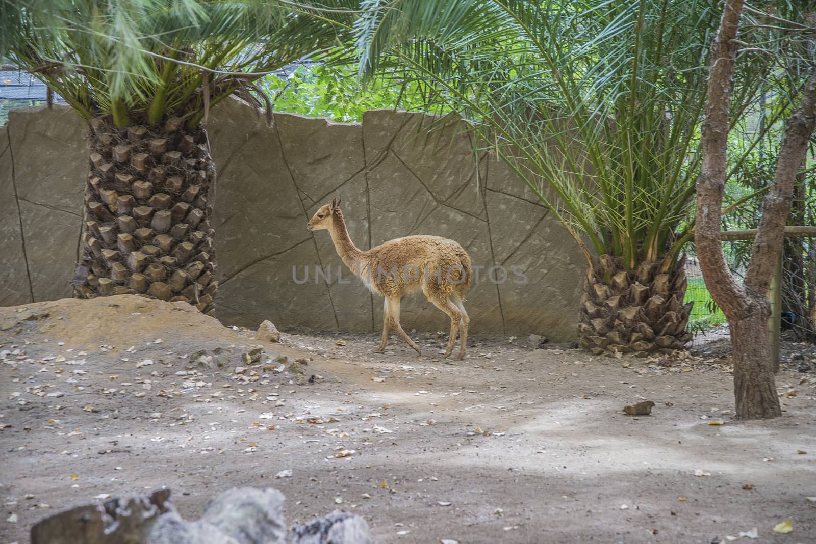 The llama is a South American camelids, widely used as a meat and pack animal. Photo is shot 27/07/2013.