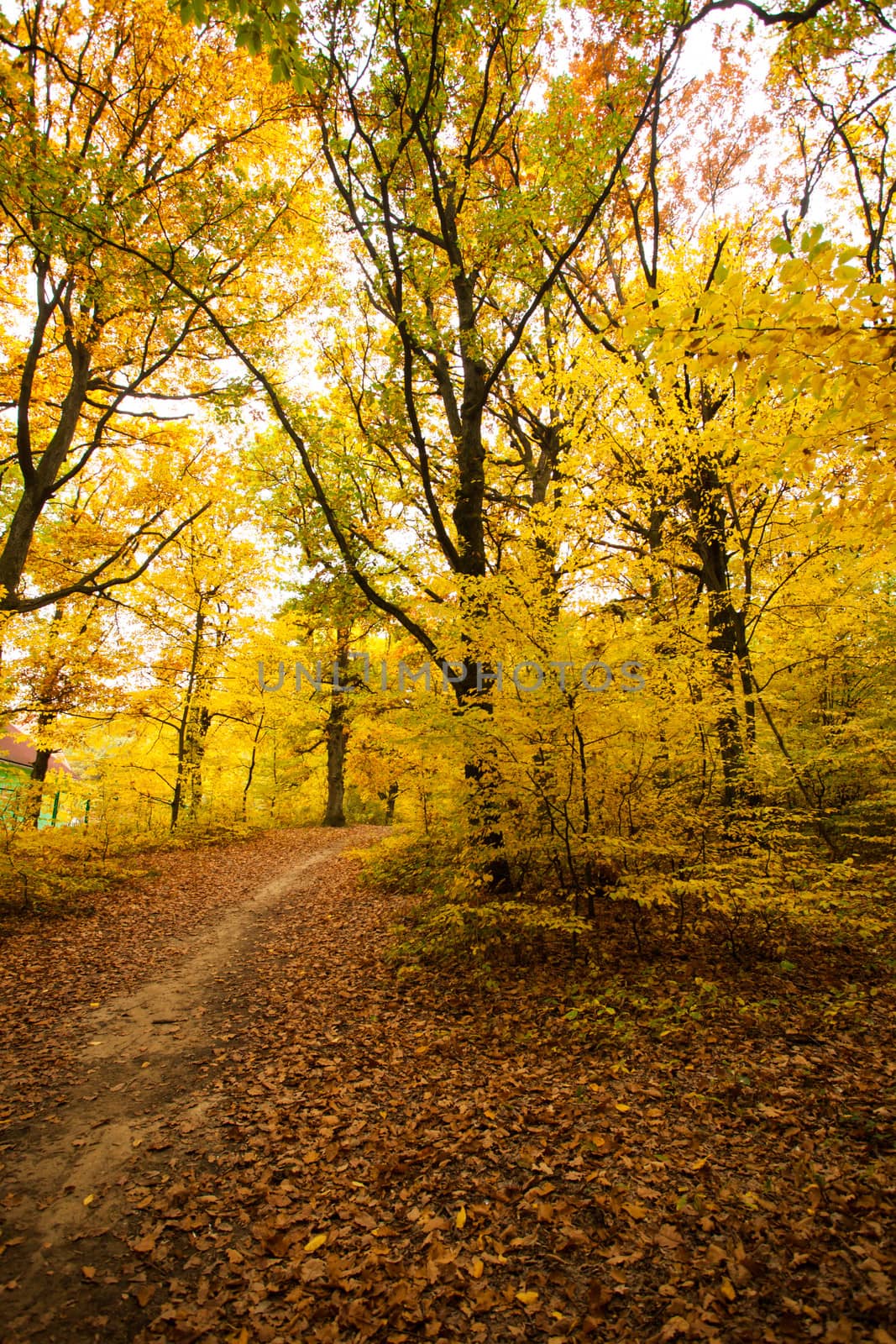 Fall forest and path way between the trees