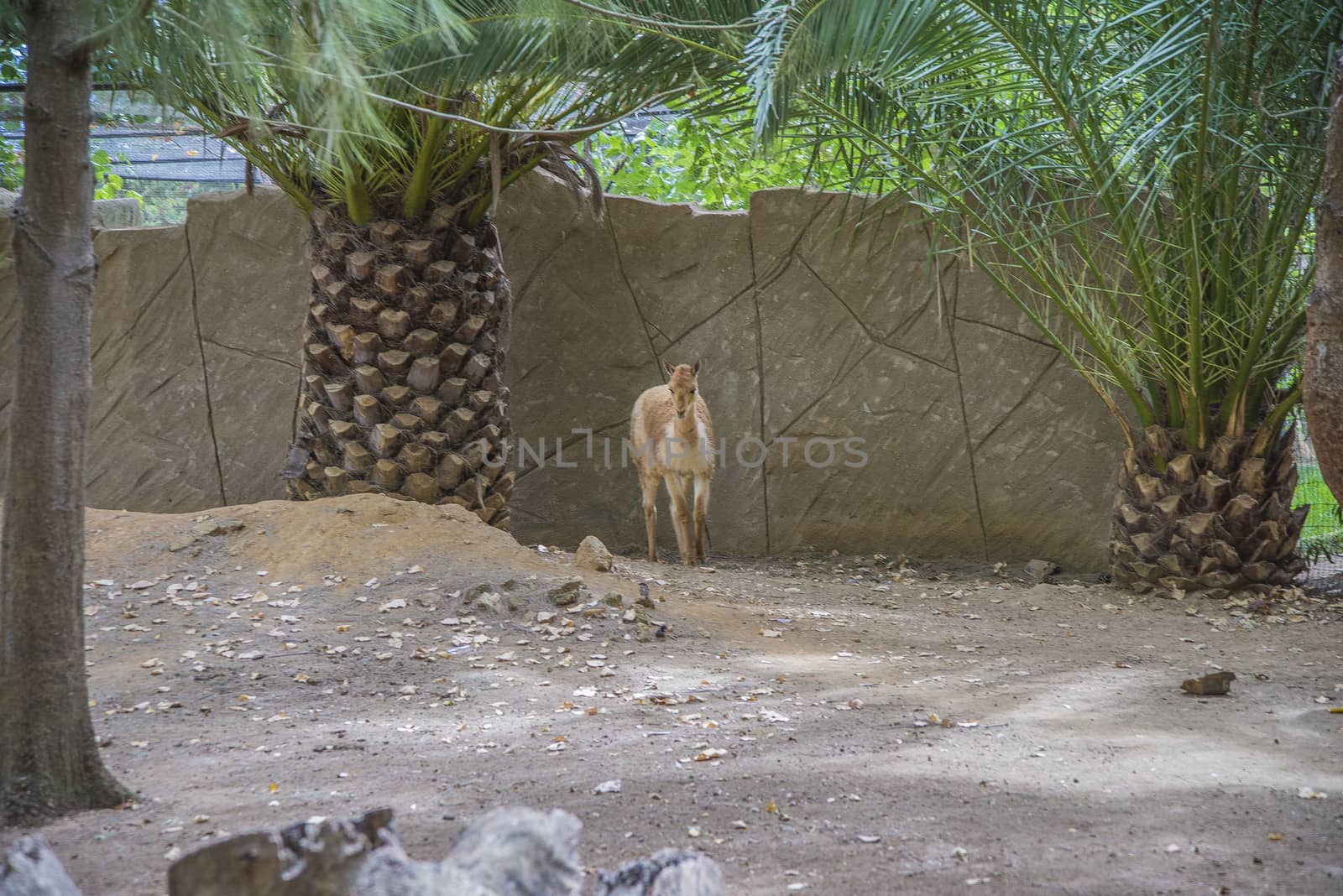 The llama is a South American camelids, widely used as a meat and pack animal. Photo is shot 27/07/2013.