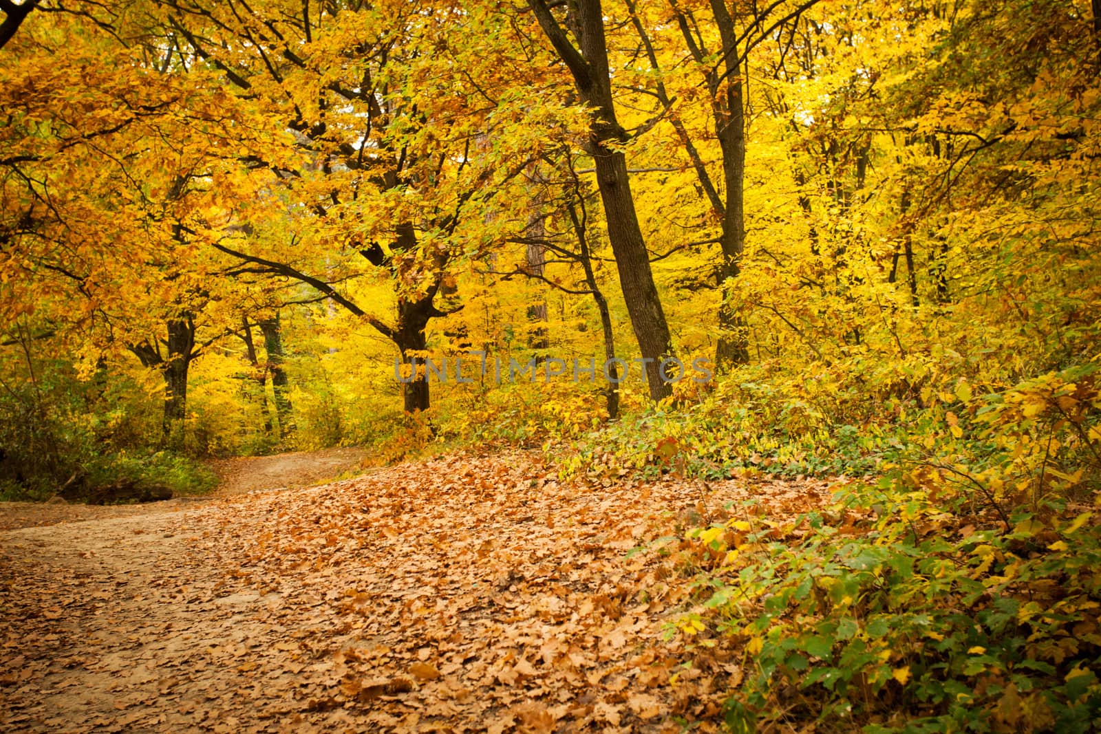 Fall forest and path way between the trees