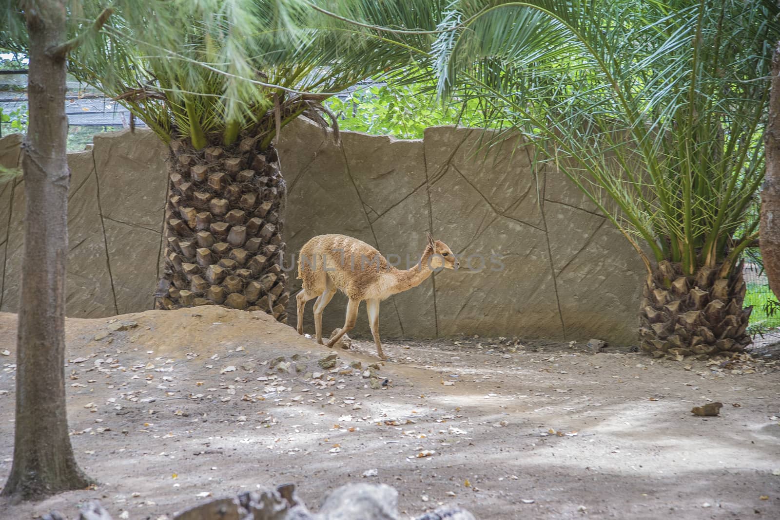 The llama is a South American camelids, widely used as a meat and pack animal. Photo is shot 27/07/2013.