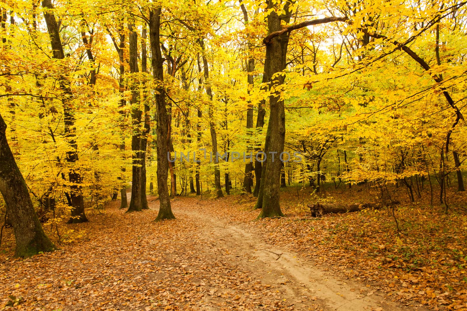 Fall forest and path way between the trees