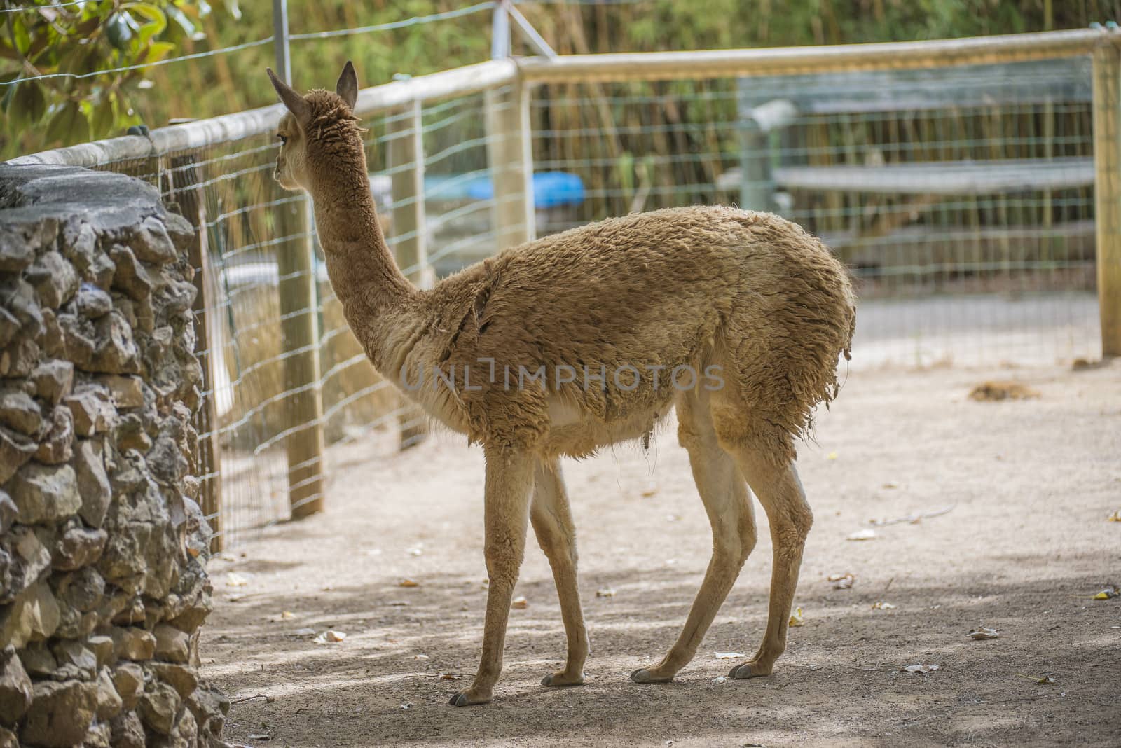 The llama is a South American camelids, widely used as a meat and pack animal. Photo is shot 27/07/2013.