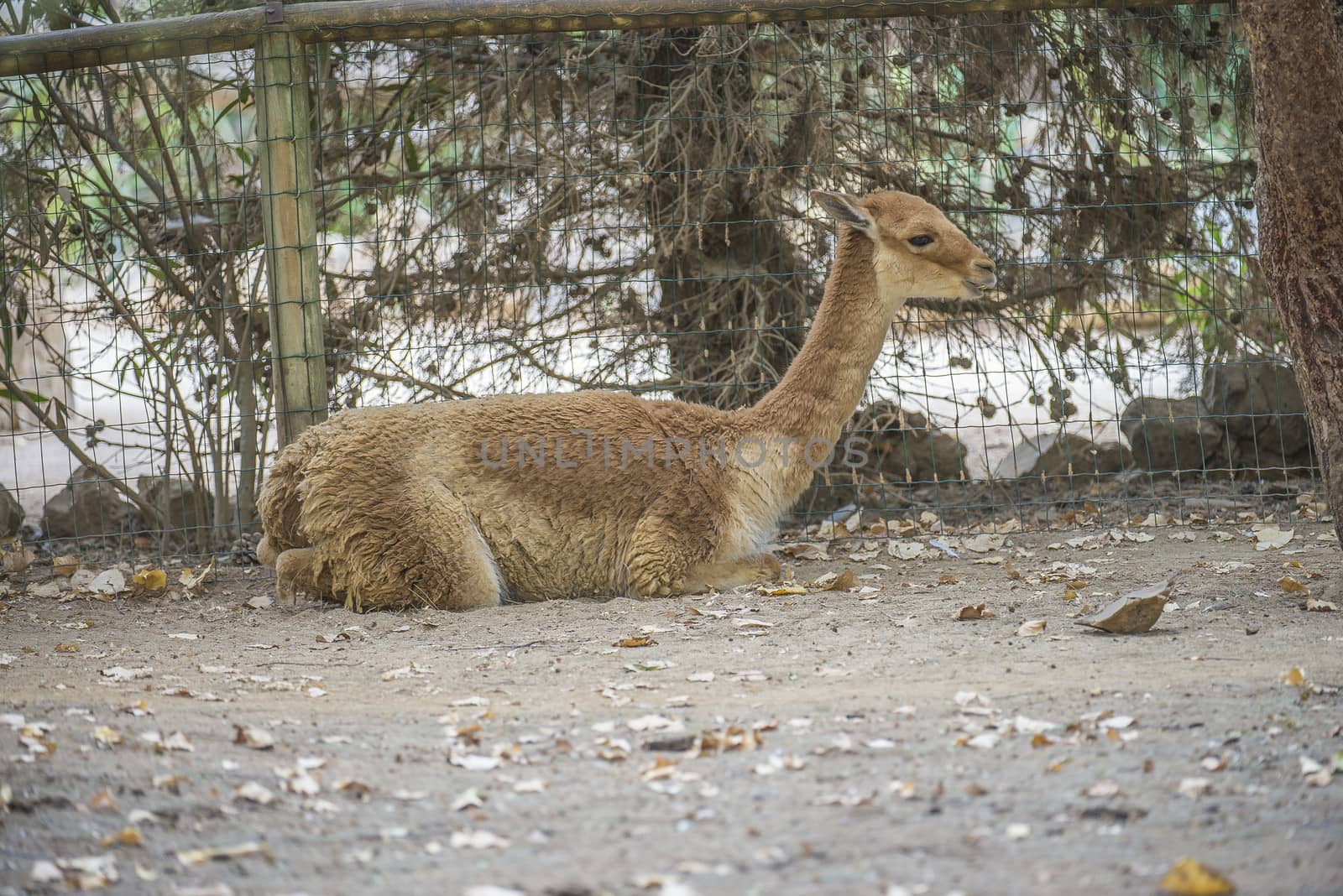 The llama is a South American camelids, widely used as a meat and pack animal. Photo is shot 27/07/2013.