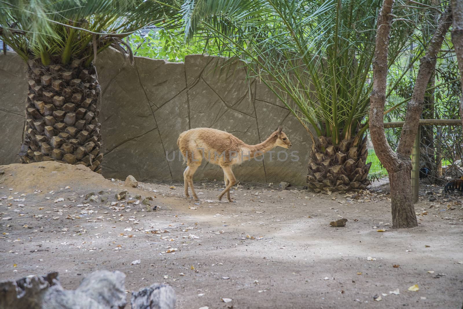 The llama is a South American camelids, widely used as a meat and pack animal. Photo is shot 27/07/2013.