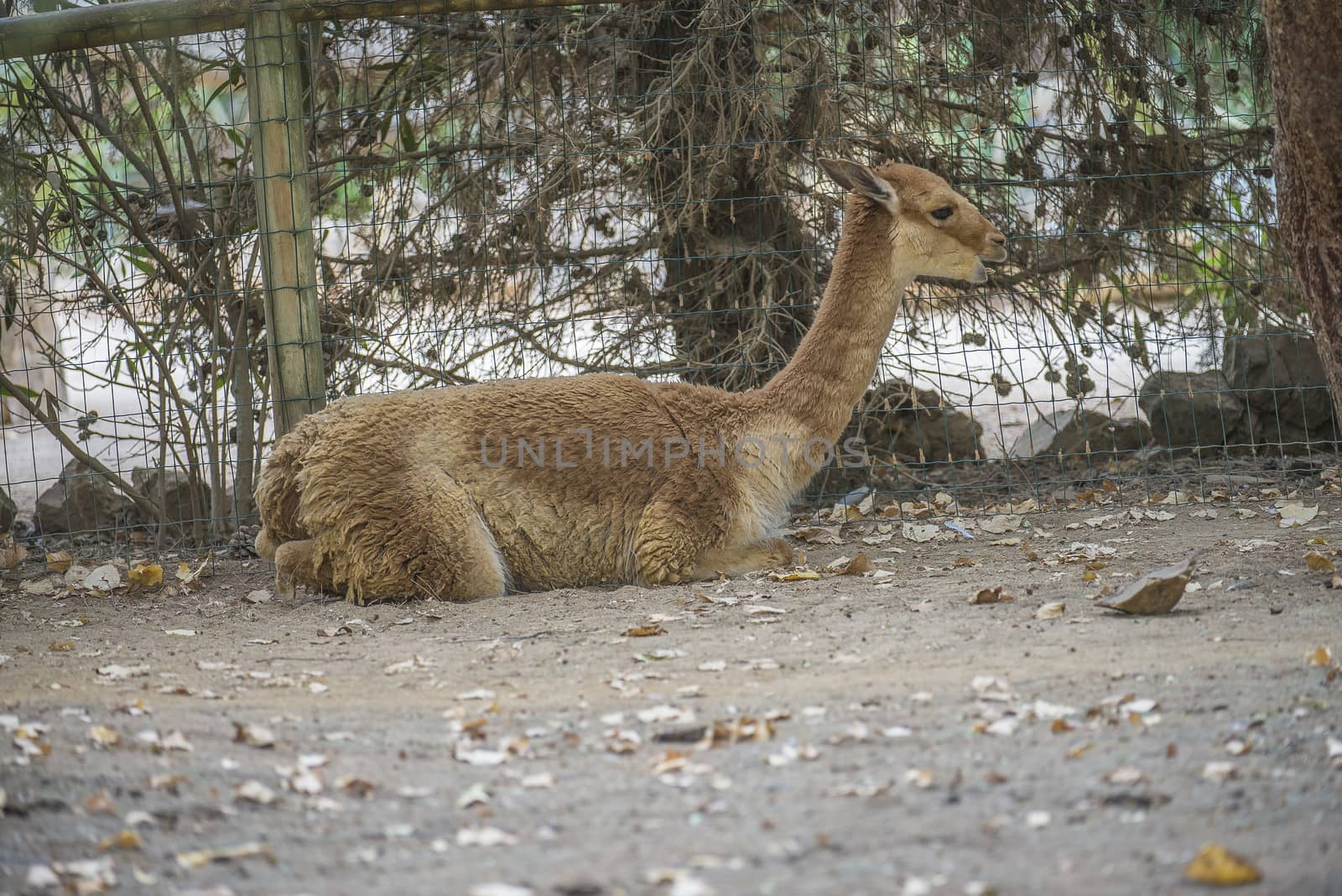 llama (Lama glama) by steirus