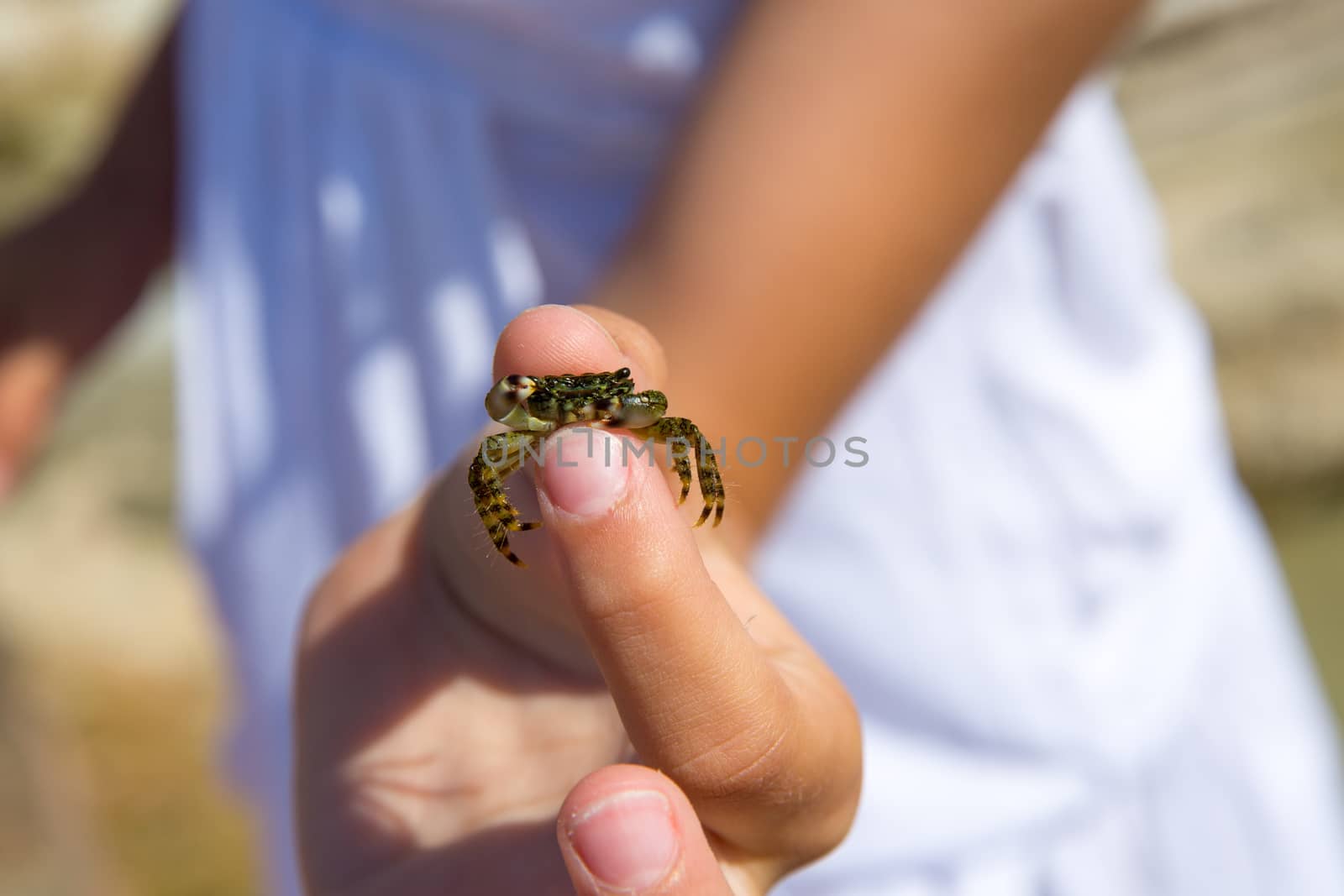 Kid holding little baby crab in hand during beach vacation at Balearic islands