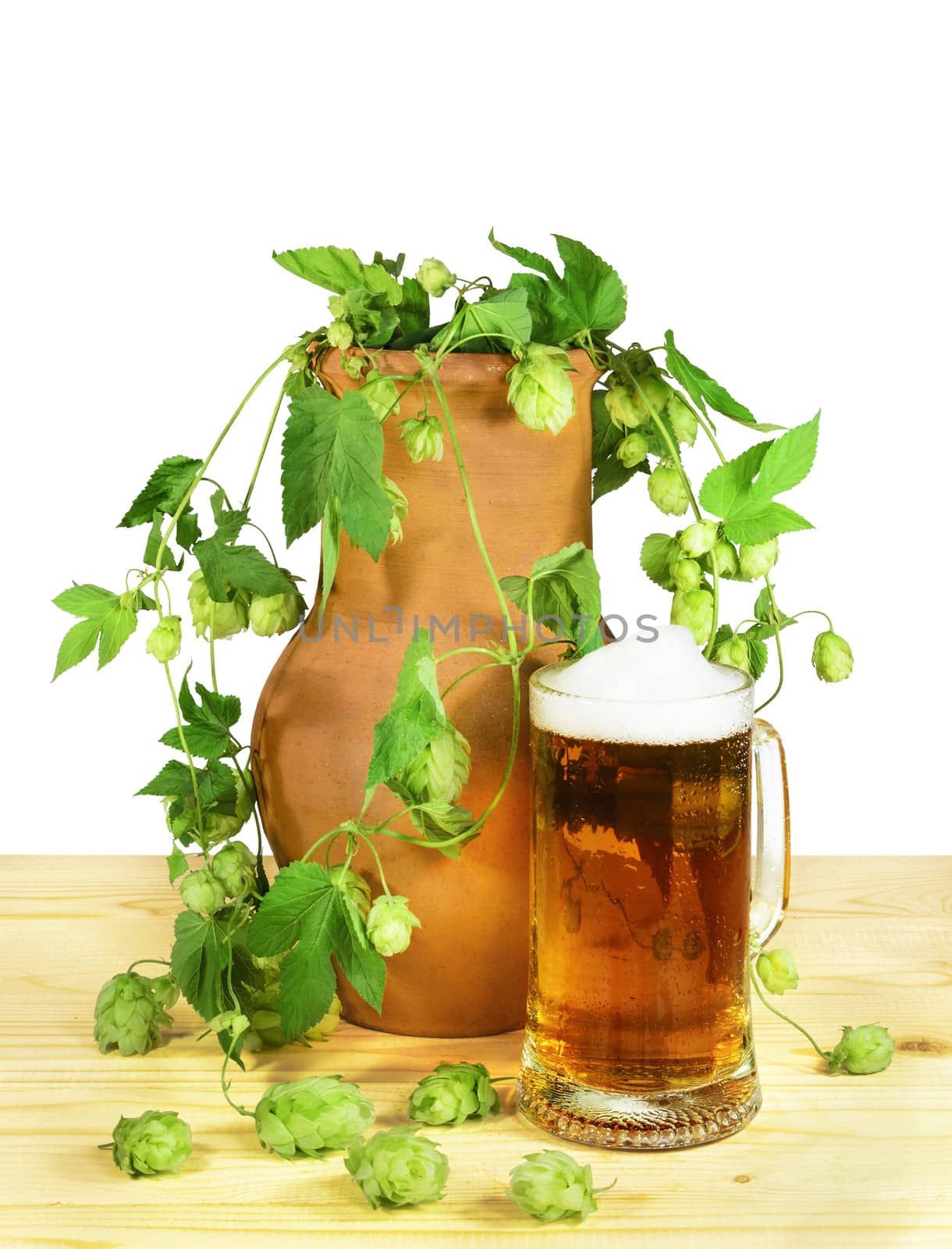 Beer still life. Glass of beer with flowers and leaves of hop (Humulus lupulus) in a clay pot on a wooden table. Isolated on a white background.