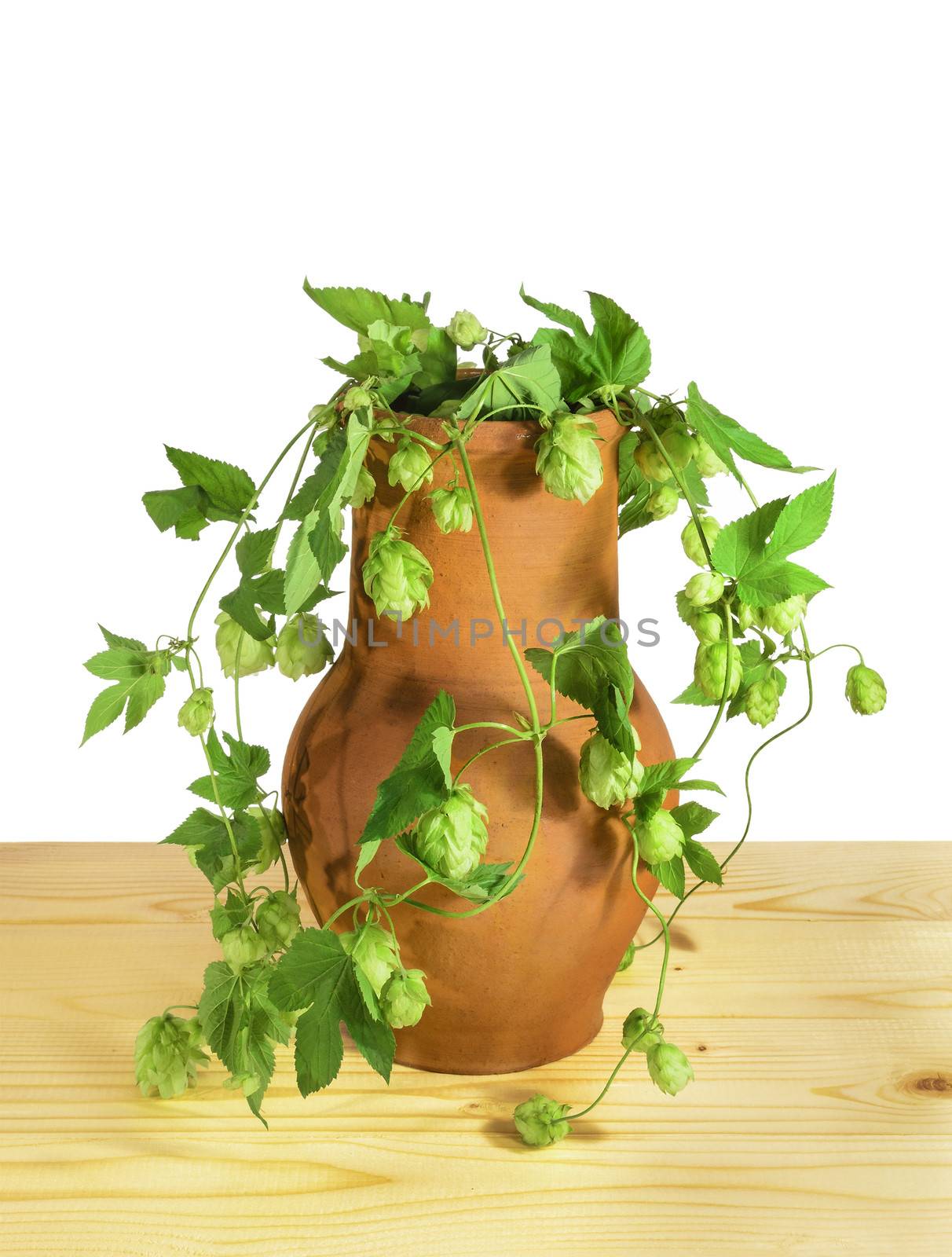Flowers and leaves of hop (Humulus lupulus) in a clay pot on a wooden table. Isolated on a white background.